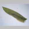Leaf 10er 01.jpg